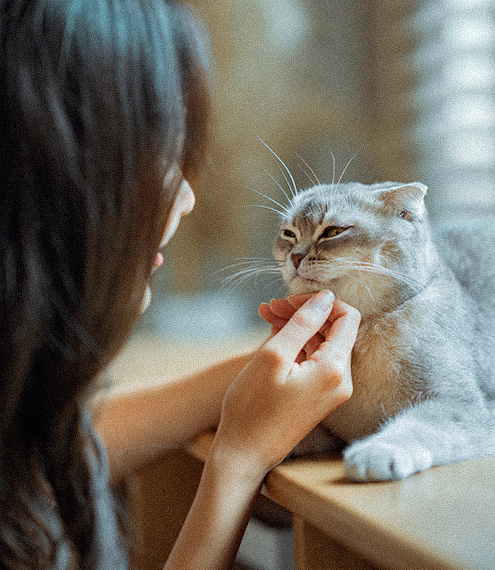 como se comporta un gato cuando tiene parasitos